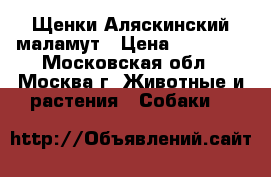 Щенки Аляскинский маламут › Цена ­ 10 000 - Московская обл., Москва г. Животные и растения » Собаки   